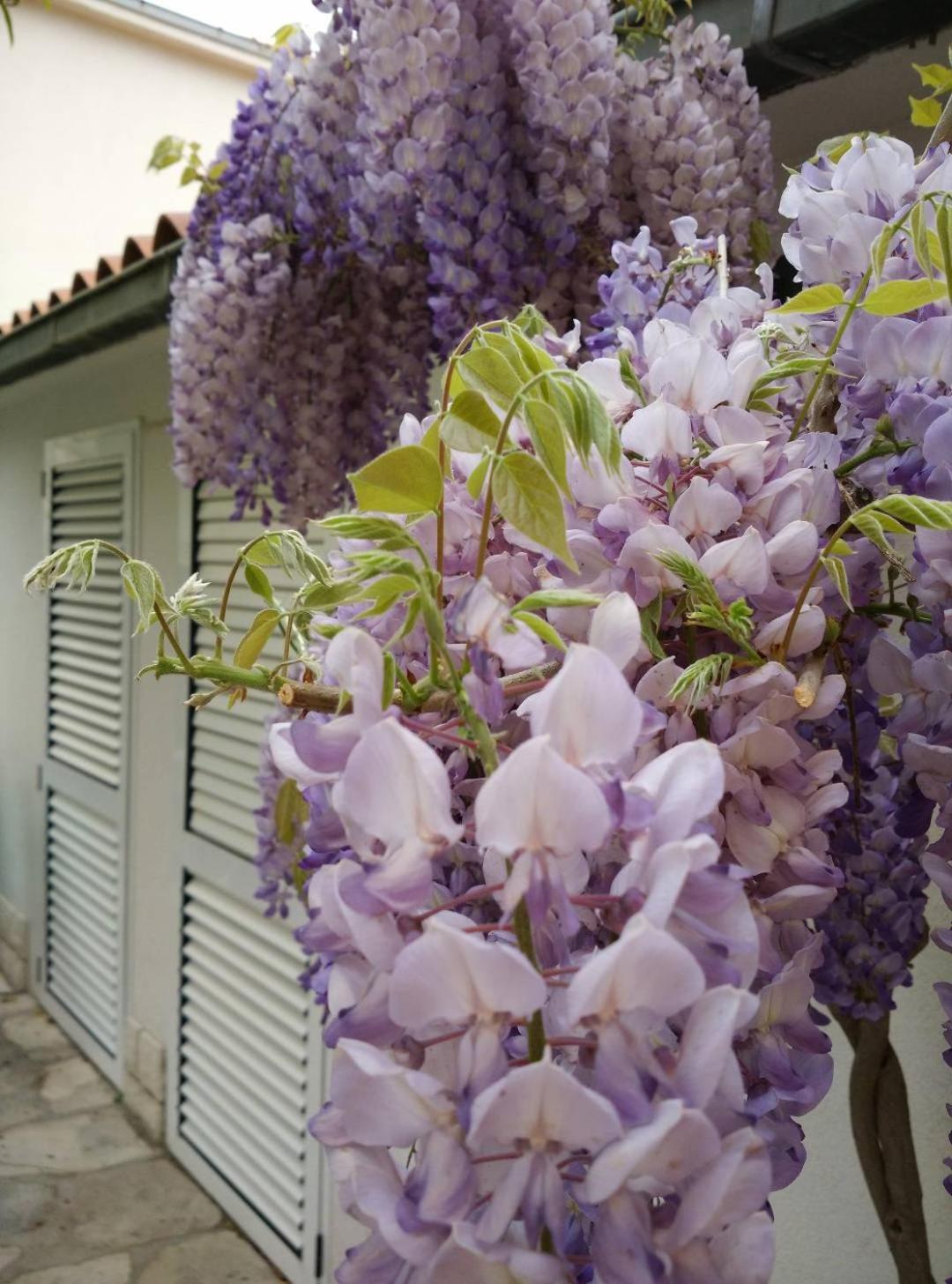 Apartments Gina Trogir Ngoại thất bức ảnh